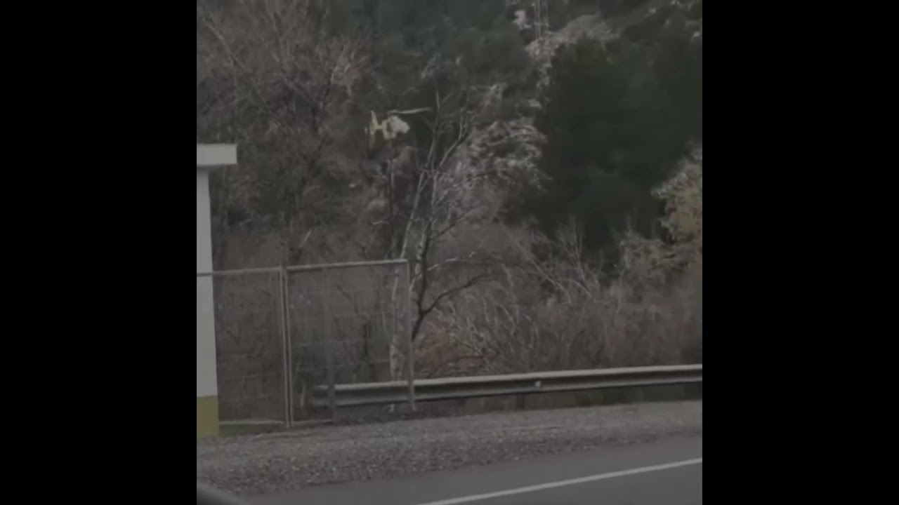Helicopter wire strikes 