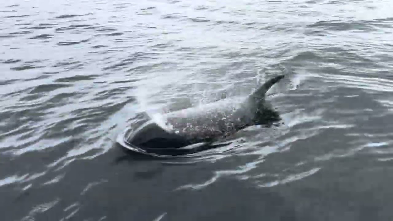 Orcas breaching 