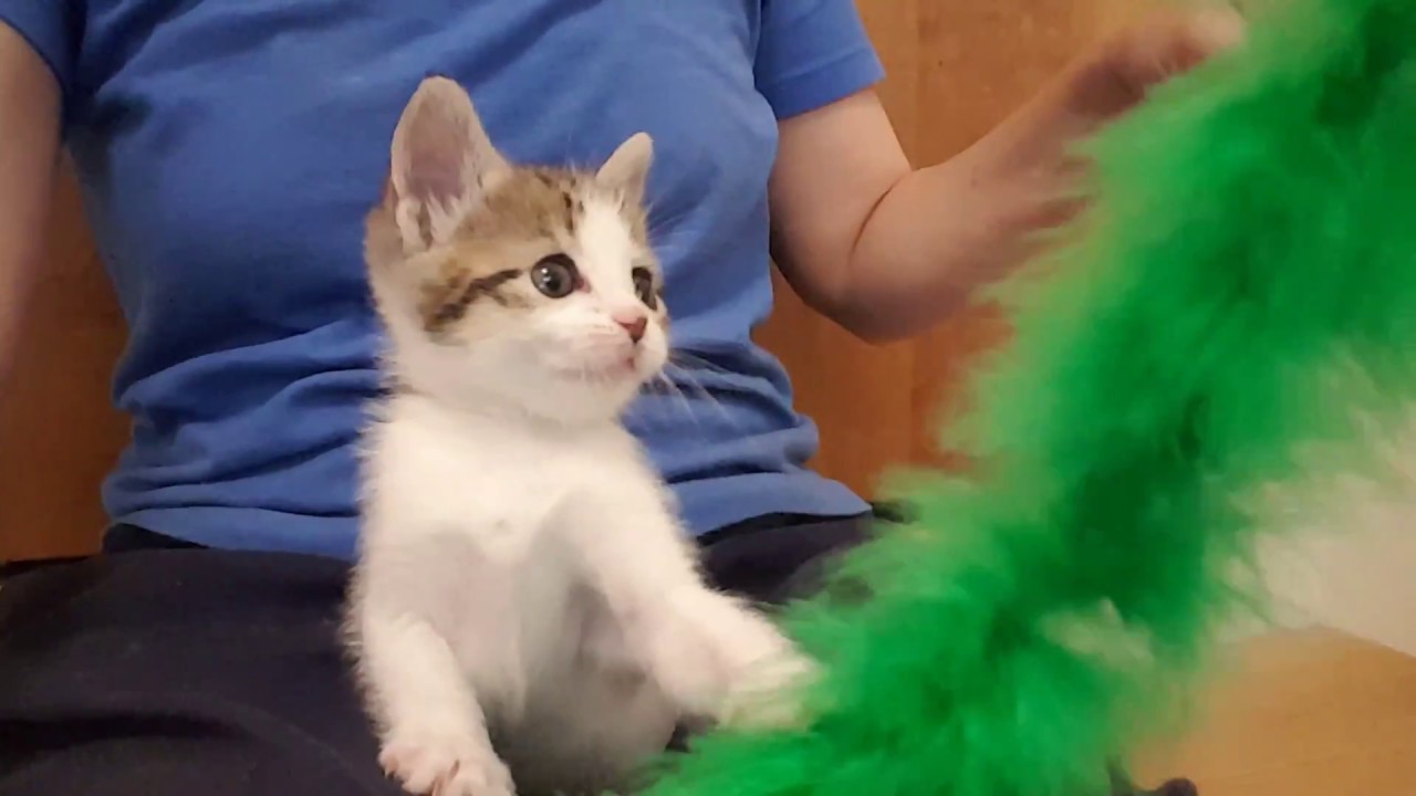 Orphaned Rescue Kitten Archie Day 18