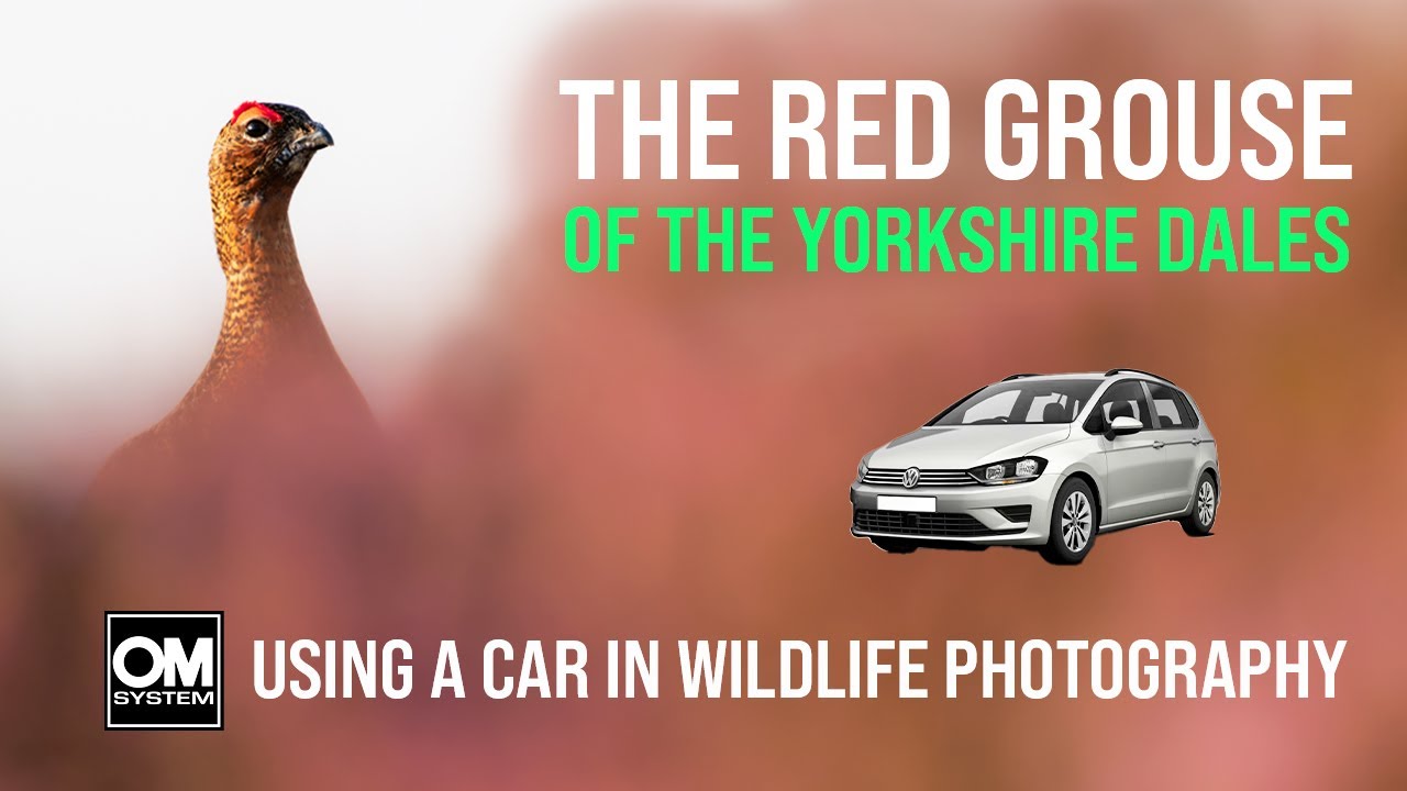 Using a Car as a Hide for Red Grouse Photography - Yorkshire Dales National Park
