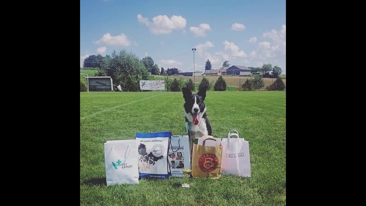 szkolenie psów Rzeszów - Kamila i Berdo // Zawody Obedience klasa 0, lokata 1. Kocmyrzów, 28.07.2018