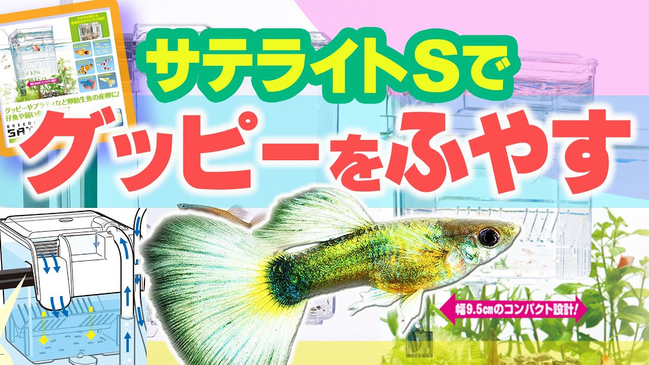 【グッピー】サテライトSでグッピーの稚魚をふやす!! | 2023年3月