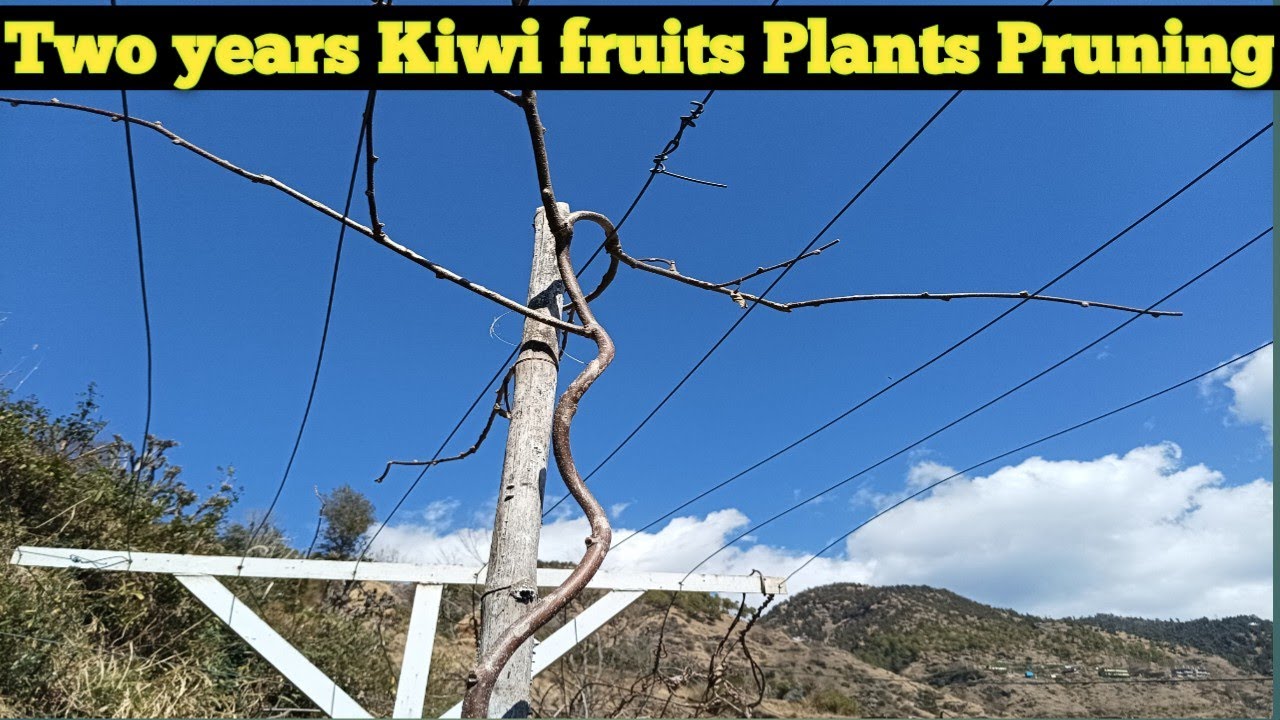 Two years Kiwi🥝 fruits Plants Pruning kaise karein ? How to prune two years kiwi fruits plants?