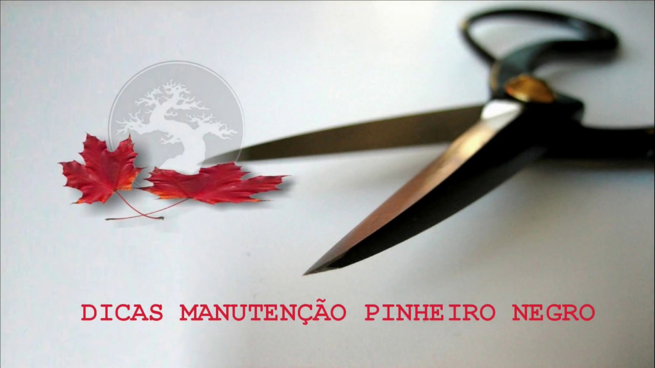 DICAS DE MANUTENÇÃO EM PINHEIRO NEGRO | Como Fazer Bonsai