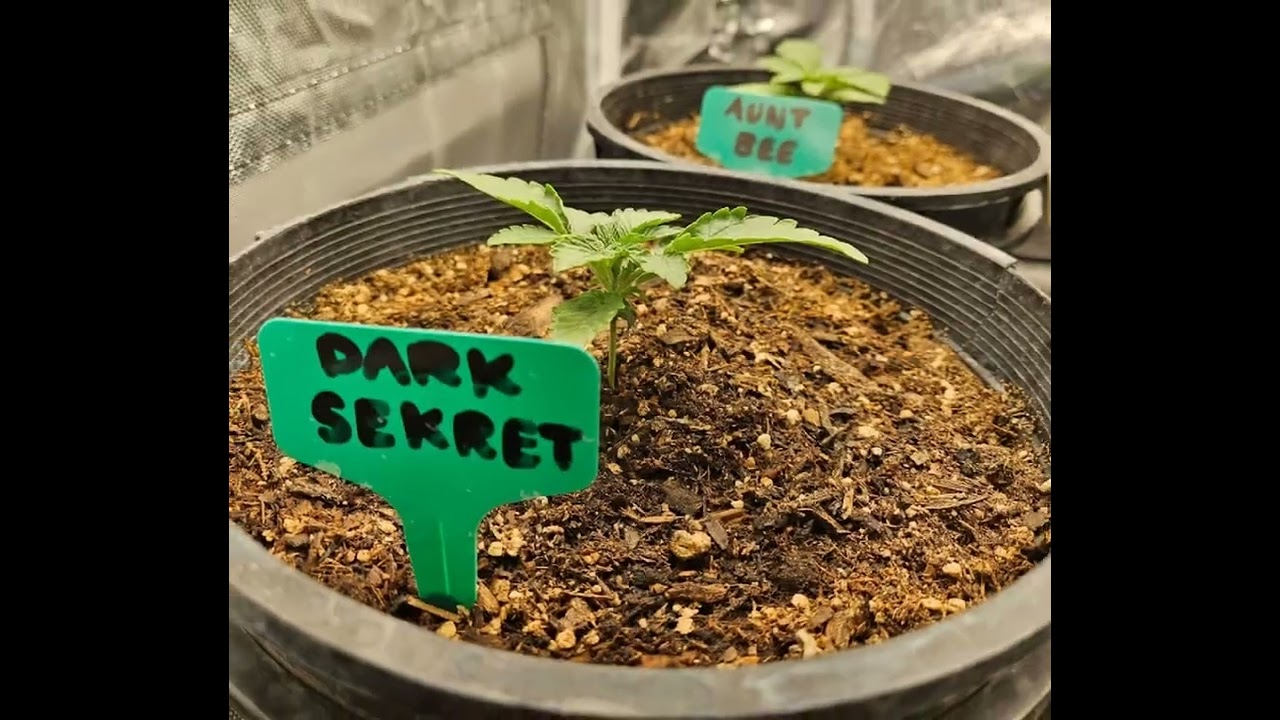 Red Velvet Runts from seed to harvest