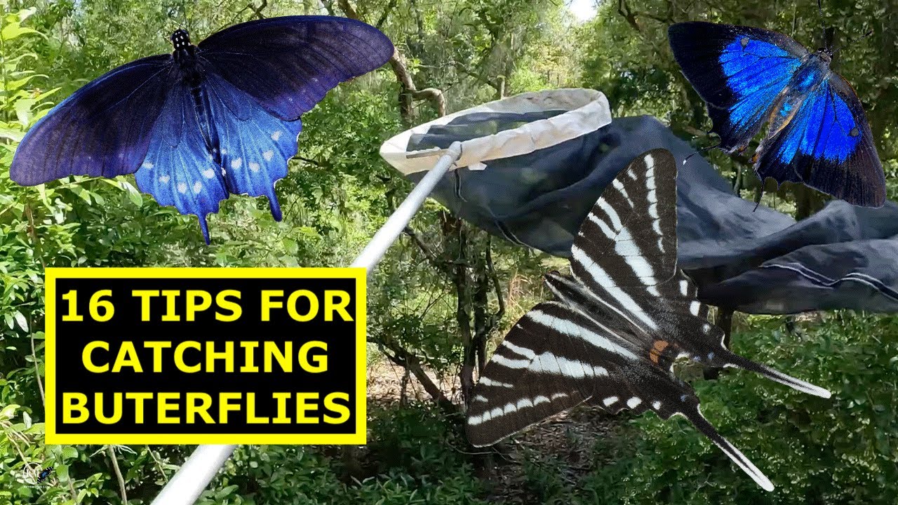 16 TIPS FOR COLLECTING BUTTERFLIES IN THE FIELD
