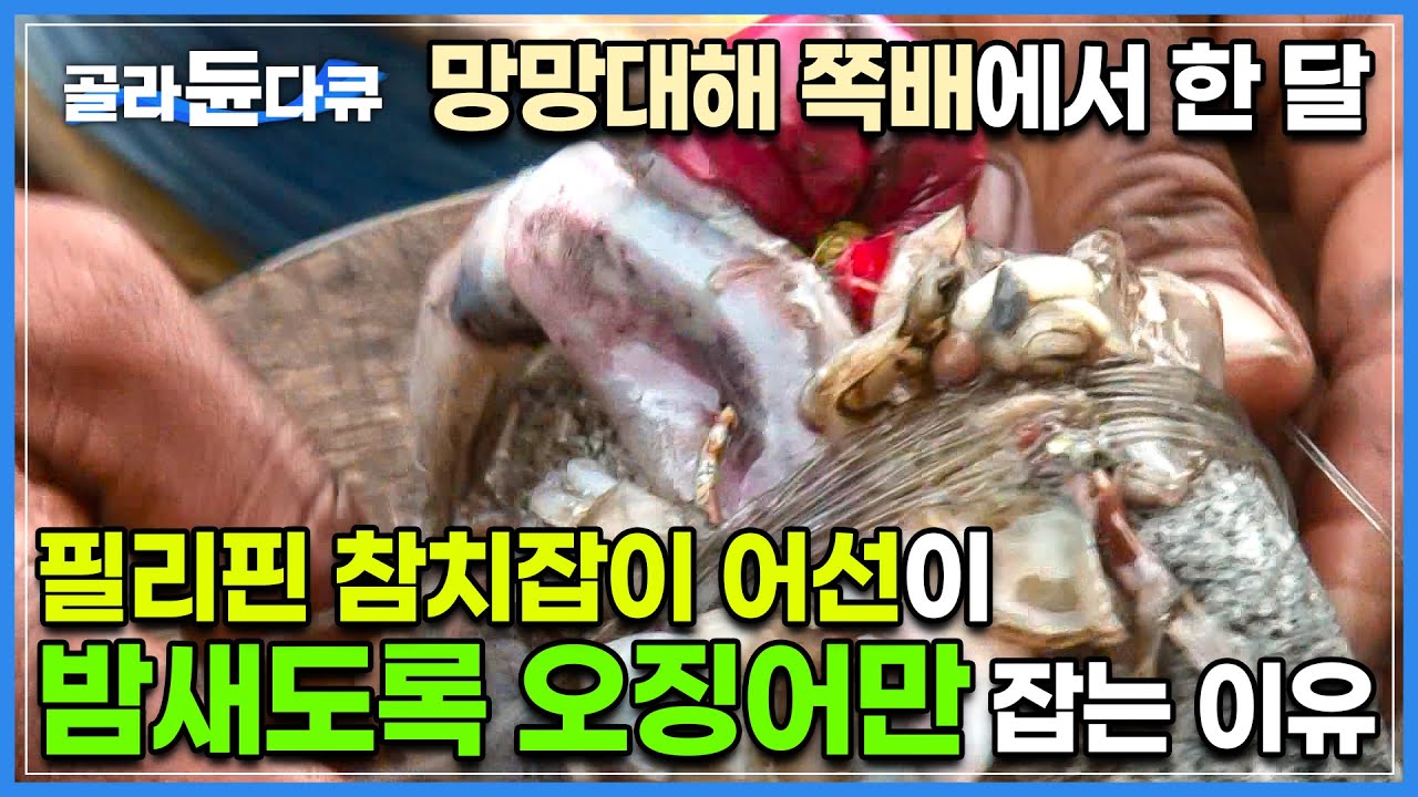 작은 쪽배에 몸을 구겨놓고 바다에서 한 달. 참치 잡으러 간 어선이 밤새도록 지겹게 그토록 오징어만 잡은 이유┃전 세계 참치 생산량 5위! 필리핀 참치 잡이┃극한직업┃#골라듄다큐