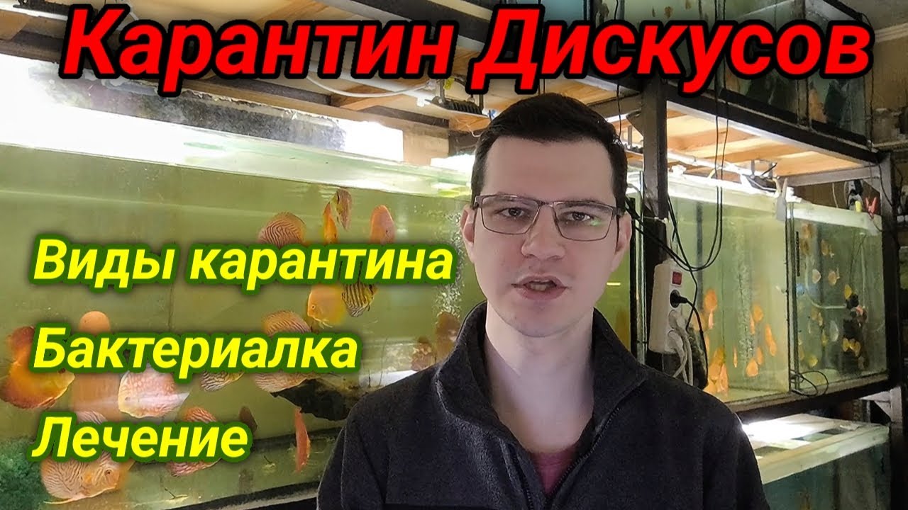 Карантин дискусов и лечение бактериалки