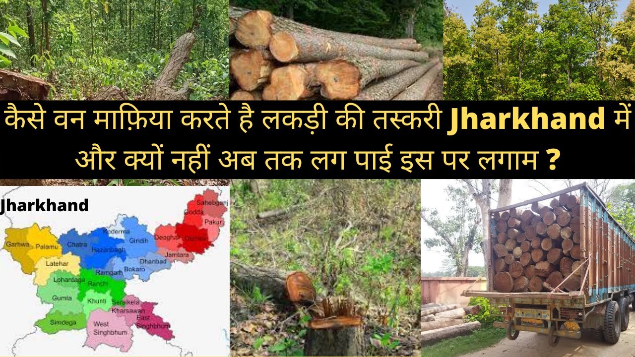 How Forest Mafia Works In Jharkhand और कैसे पहुँचती है लकड़ी बंगाल मैं ।जानिए पूरी Report, [News]