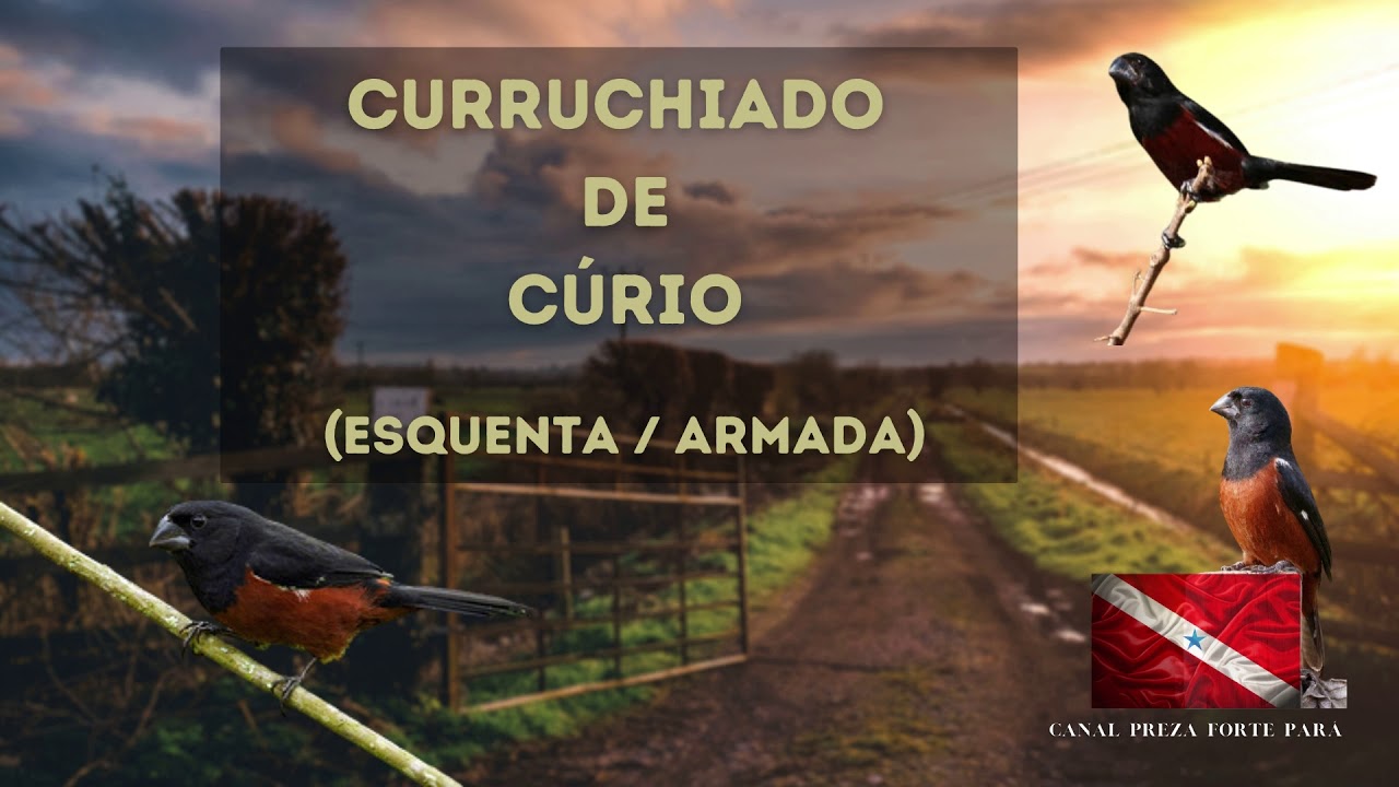 CURRUCHIADO DE CURI&Oacute; - ESQUENTA X ARMADA