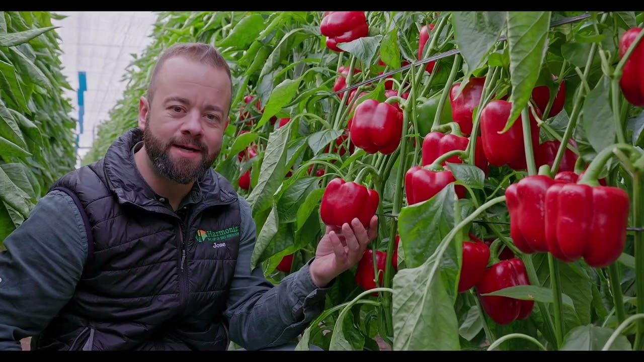 Bernabel, bueno y bonito para venderlo caro | Pimiento California rojo