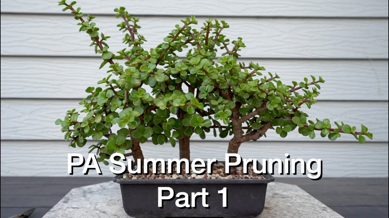 Summer PA Pruning Pt 1:  Dave's Bonsai E232