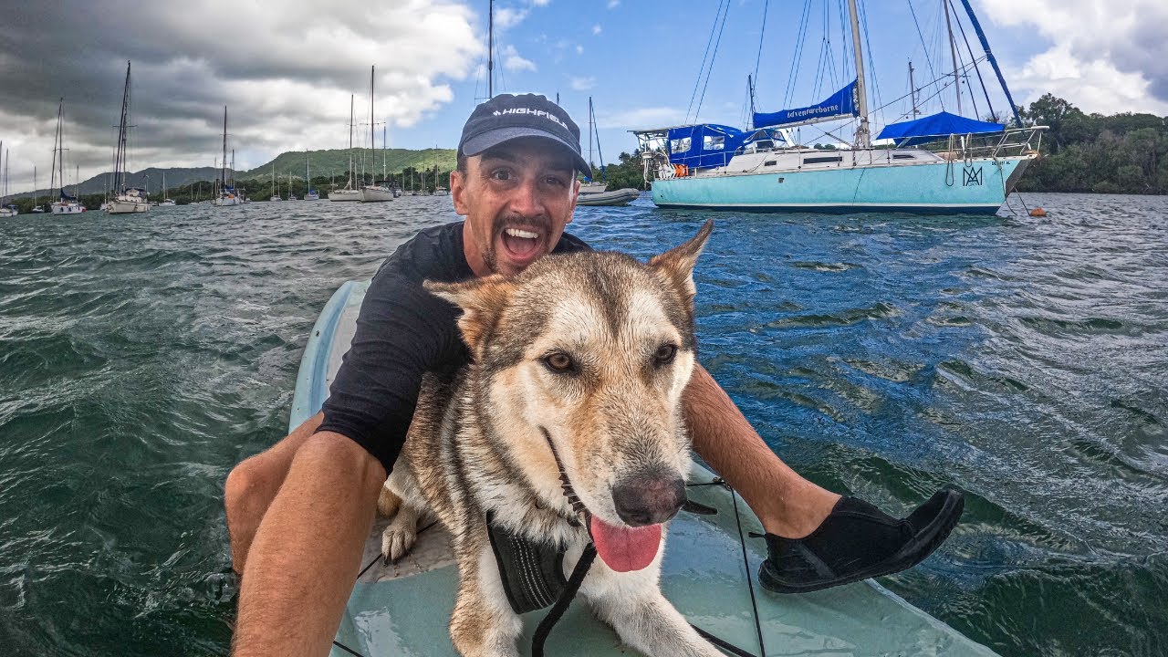Why YOU Should Adopt This Amazing Dog!
