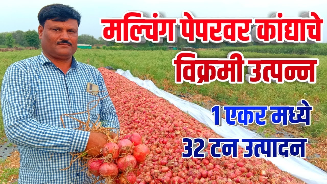 मल्चिंग पेपरवर कांदा लावगड | एकरी ३२ टन उत्पन्न | Onion success story on mulching paper
