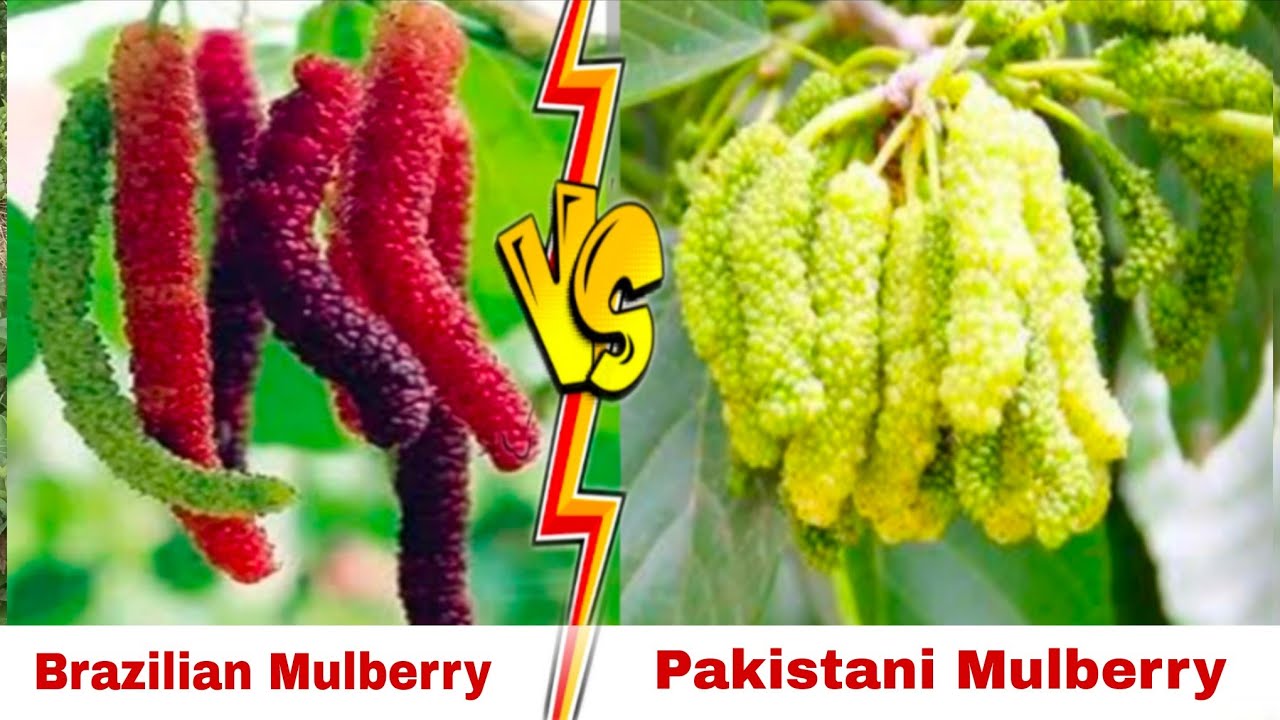 Brazilian Long Mulberry VS Pakistan Long Mulberry || Five variety mulberry plant's available, Online