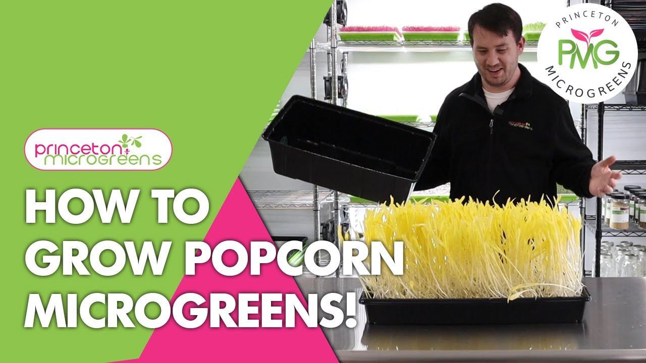 How to grow Popcorn Microgreens