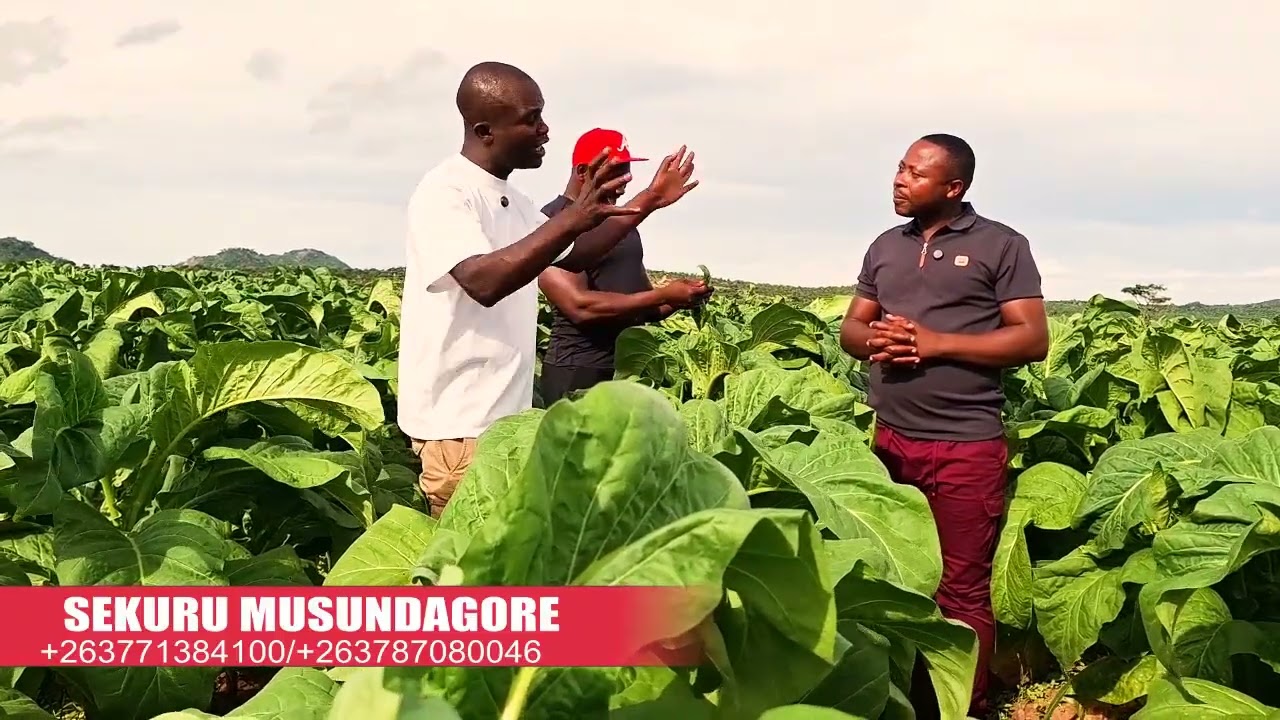 Takumbotaeusa Mabasa asekuru Musunda gore Kana vasiri Mumatare