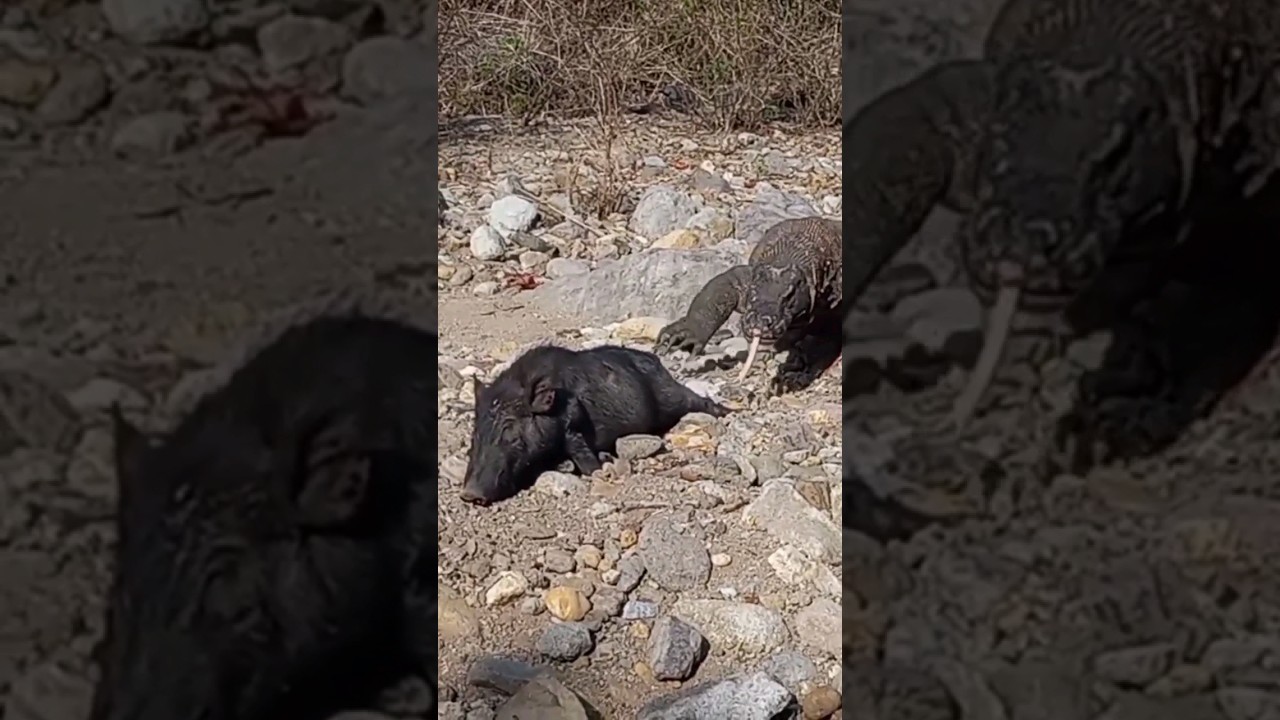 a komodo dragon smell the wild Pig #trending