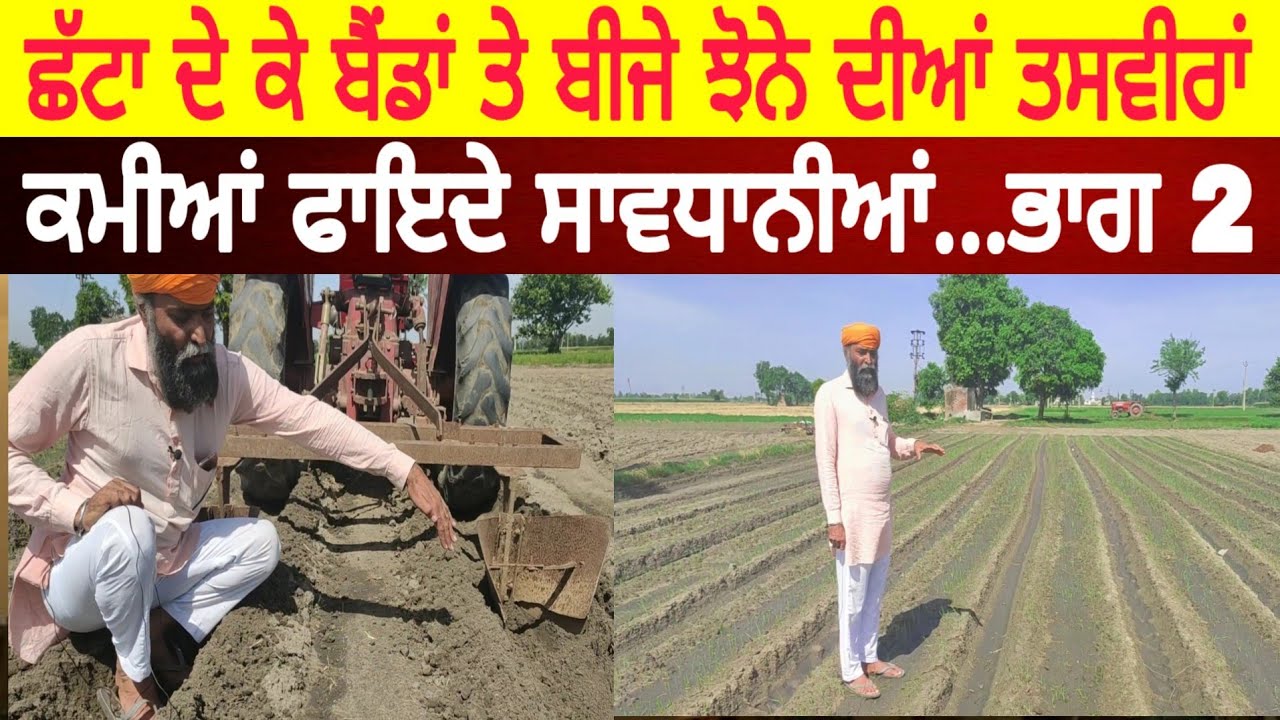 ਛੱਟਾ ਮਾਰ ਕੇ ਬੈੱਡਾਂ ਤੇ ਬੀਜੇ ਝੋਨੇ ਦੀਆਂ ਤਾਜਾ ਤਸਵੀਰਾਂ ਸਮੇਤ ਪੂਰੀ ਜਾਣਕਾਰੀ | PiTiC Live