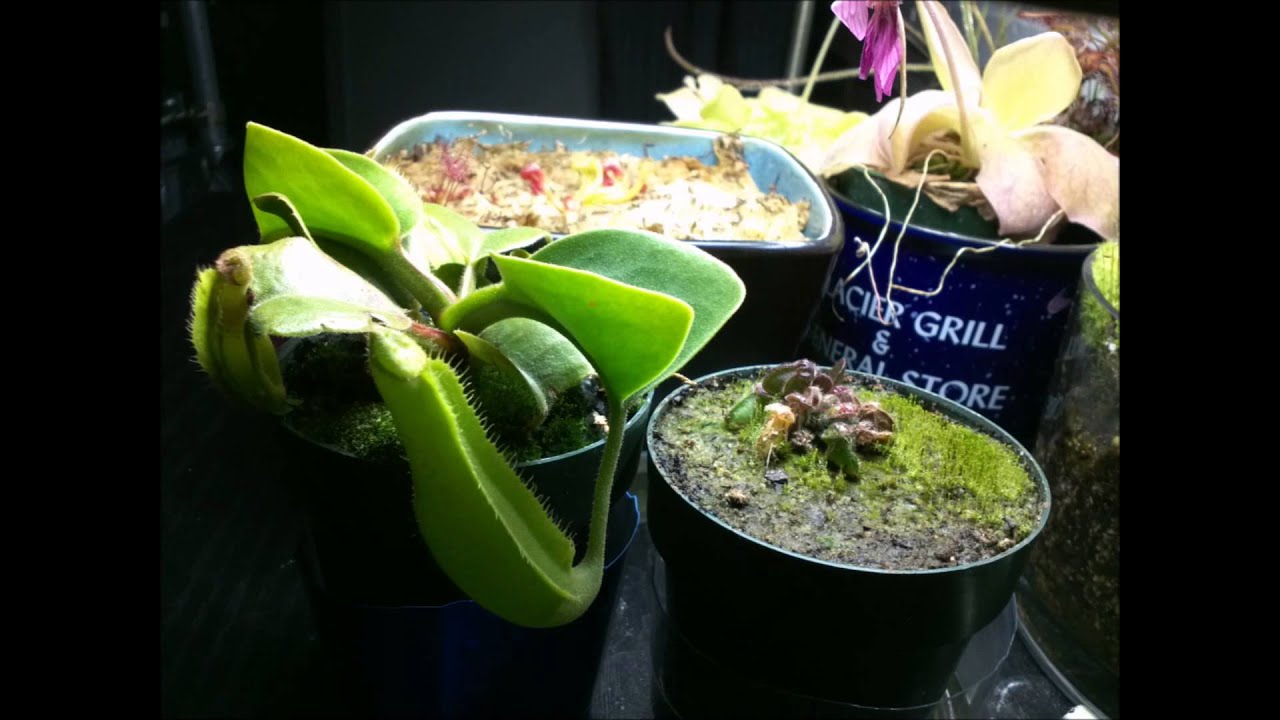 Nepenthes truncata and Cephalotus Follicularis 5 month time lapse