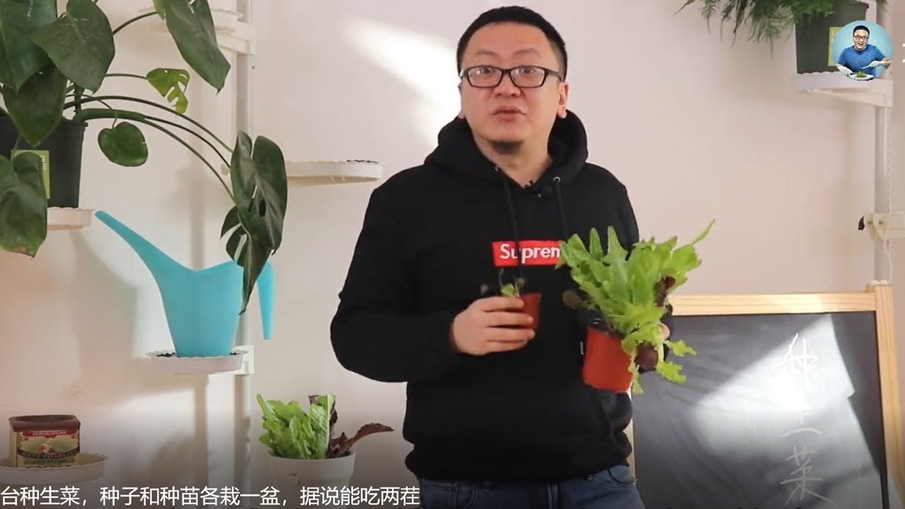阳台种生菜，种子和种苗各栽一盆，据说能吃两茬 【坤哥玩花卉】