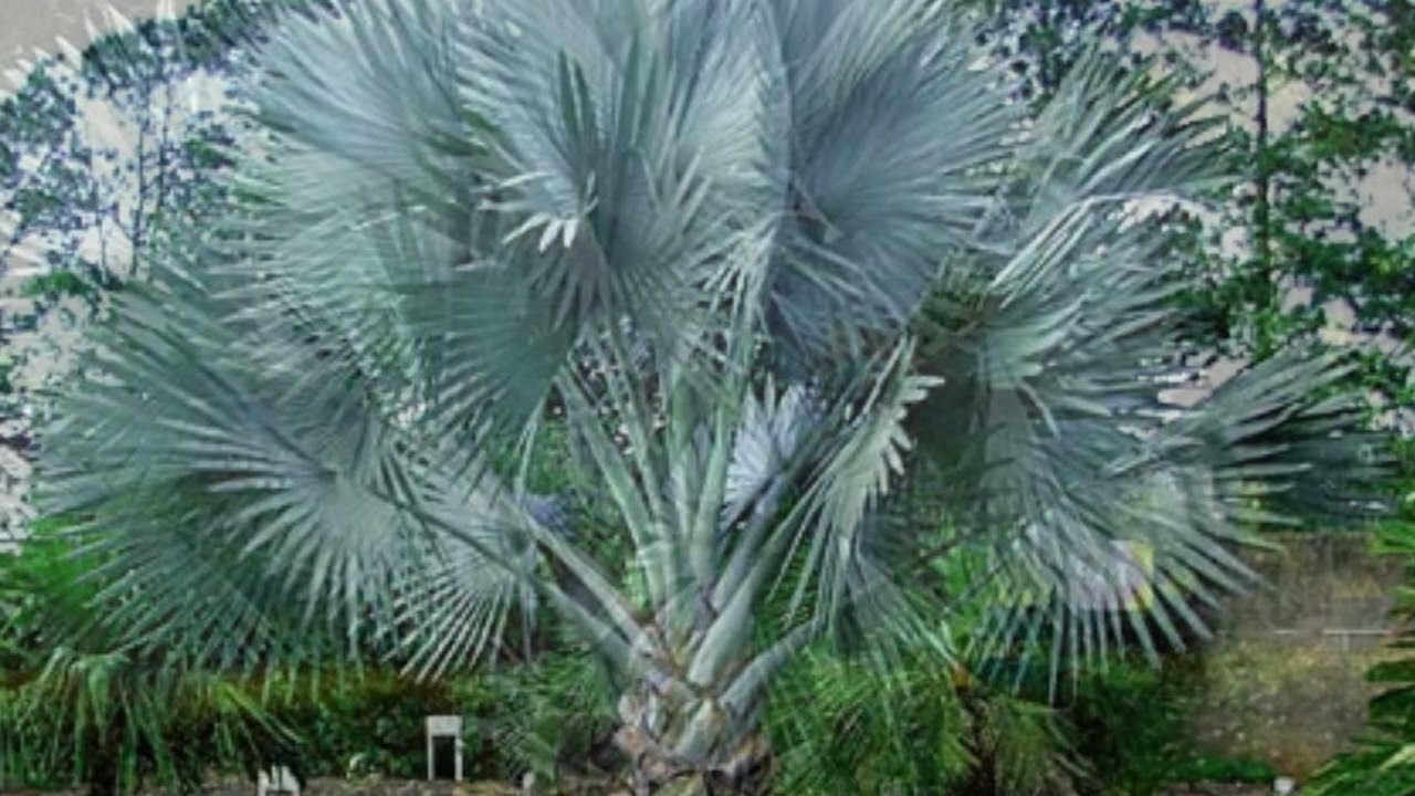 Bismarck palm Tree Facts And Where To Grow