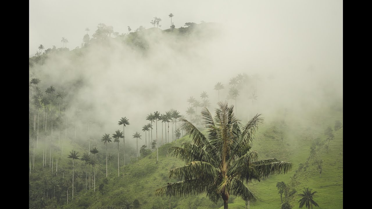 Biketouring in Colombia| Giant wax palms | This is not Cocora valley