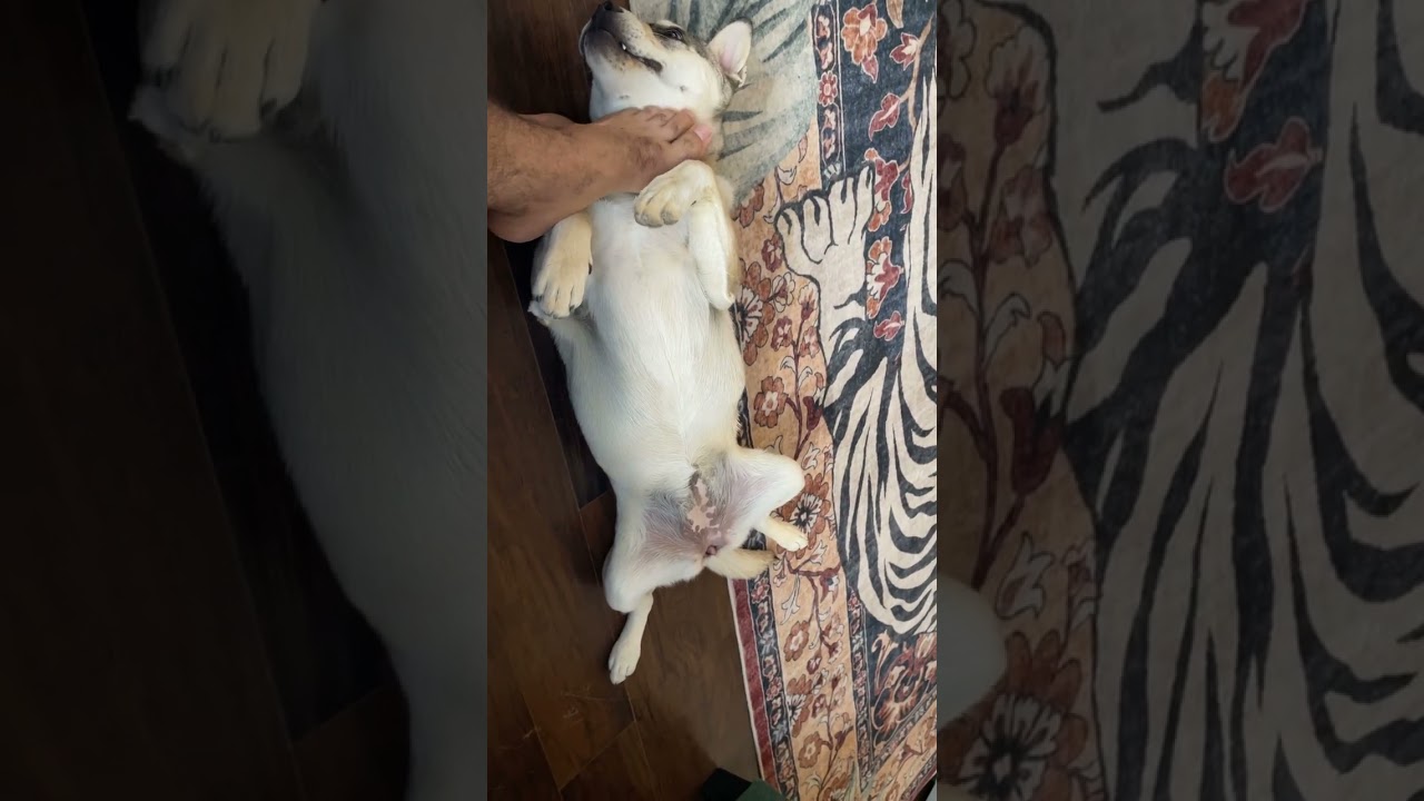 Peaceful Pets Playing 
