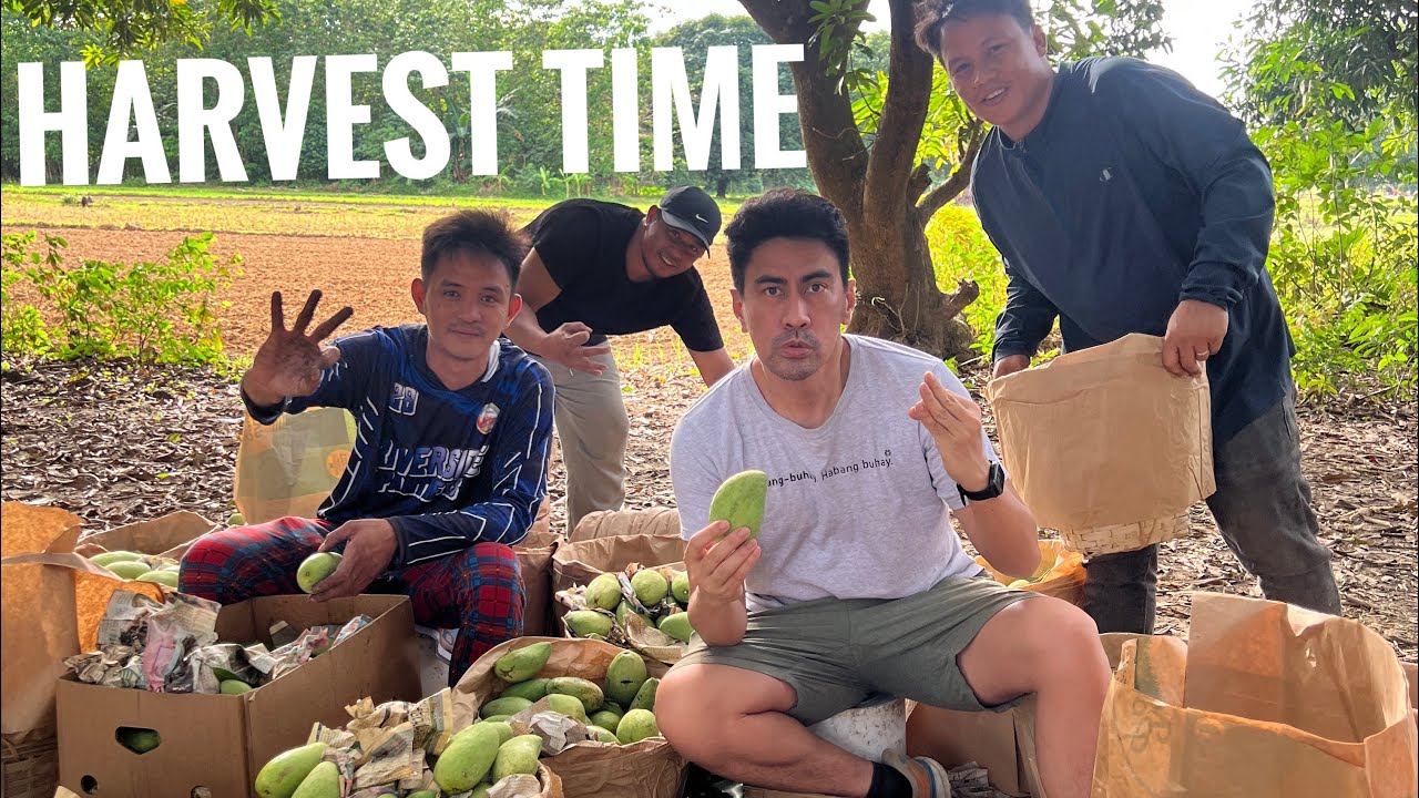Mamitas tayo ng farm sa mangga