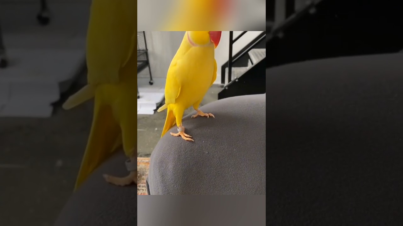 #277 Good Girl Yellow Parrot #shorts #birbworld