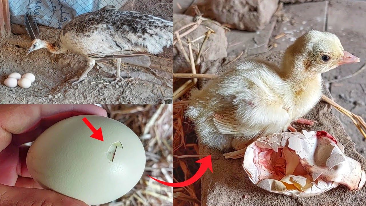 Peacock 🦚 4 eggs 🥚 & hatching hen chicken 🐔 || peacock hatching time 27 to 30 days