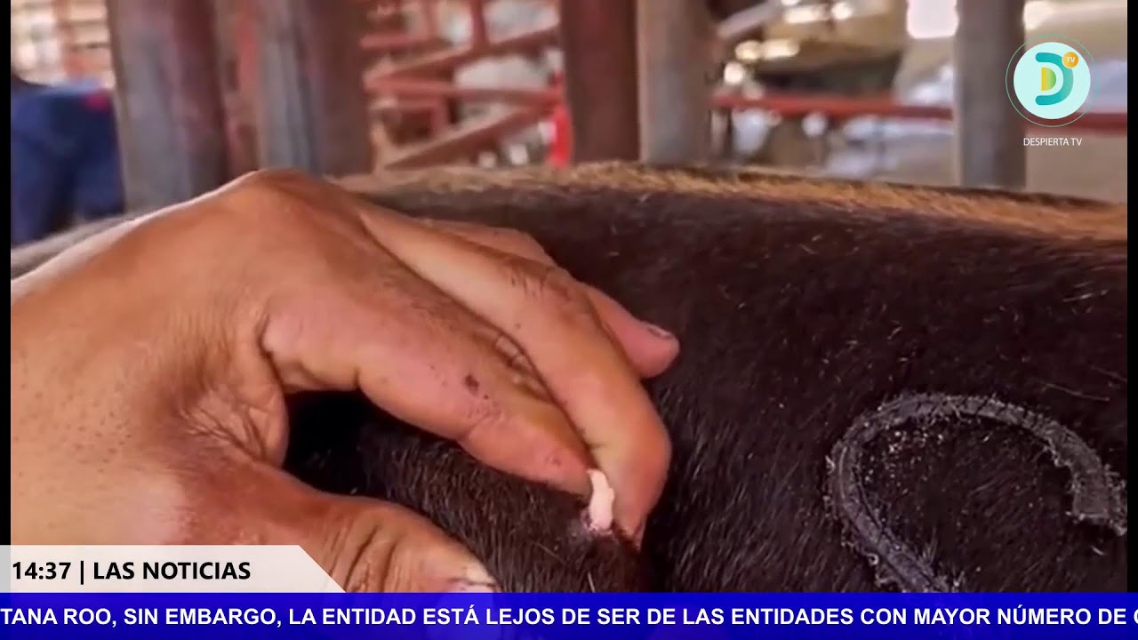 EN VIVO | LAS NOTICIAS 2da Emisión