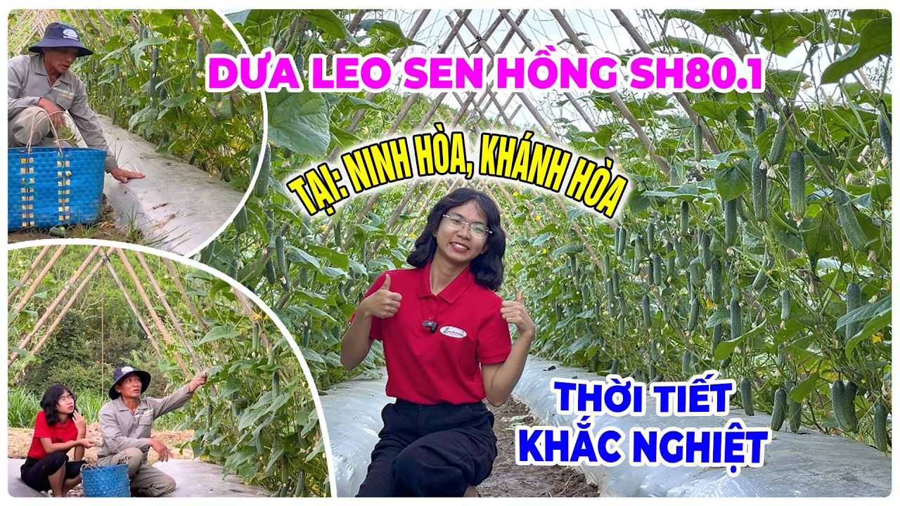 DƯA LEO SEN HỒNG SH80.1 TRỒNG TRONG THỜI TIẾT KHẮC NGHIỆT TẠI NINH HÒA KHÁNH HÒA