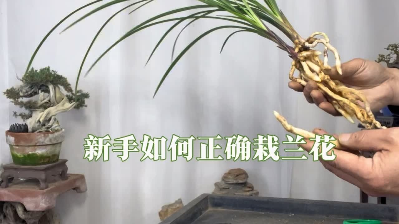 新手如何正确栽兰花以及怎样配土？很实用！赶紧看看 园艺师教你，栽兰花技巧以及详细的步骤。#养兰人 #兰花种植 #兰花 #栽兰花 #兰花上盆
