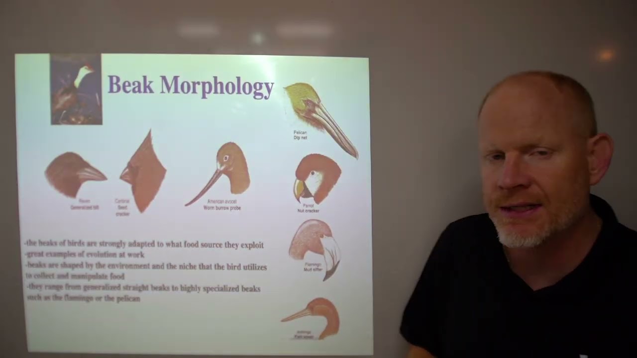 Video Lecture 7.  Vertebrate Anatomy 2026