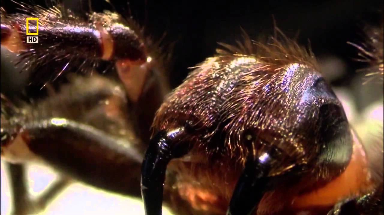 Sydney Funnel Web Spider / Welcome to Australia