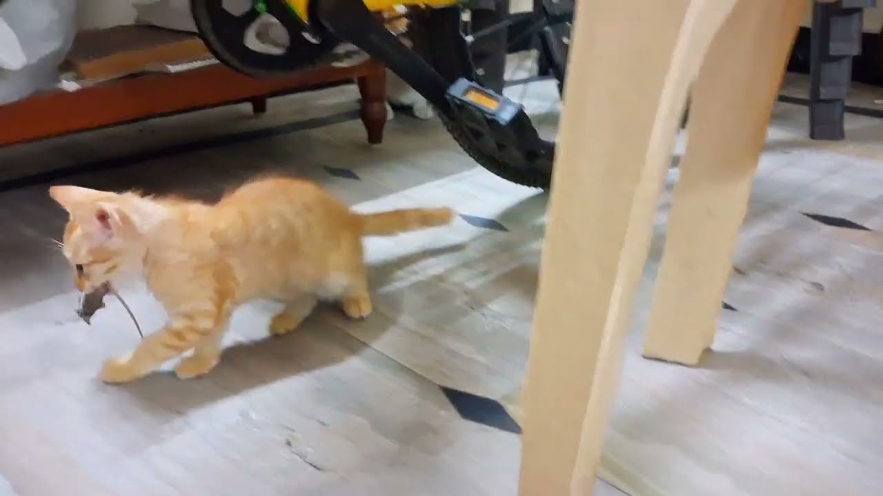 Cat playing with rat🐀| cat vlog part -7|funny video