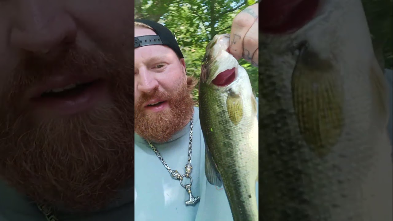 a nice Bass. #Bass #fishing #nyc #freshwaterfish #sunfish #centralpark #nycfishing