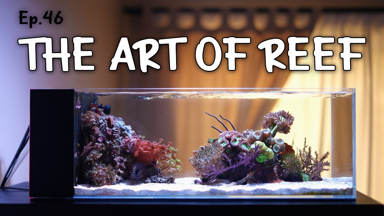 Why you should not quit REEF AQUARIUM | Ep.46
