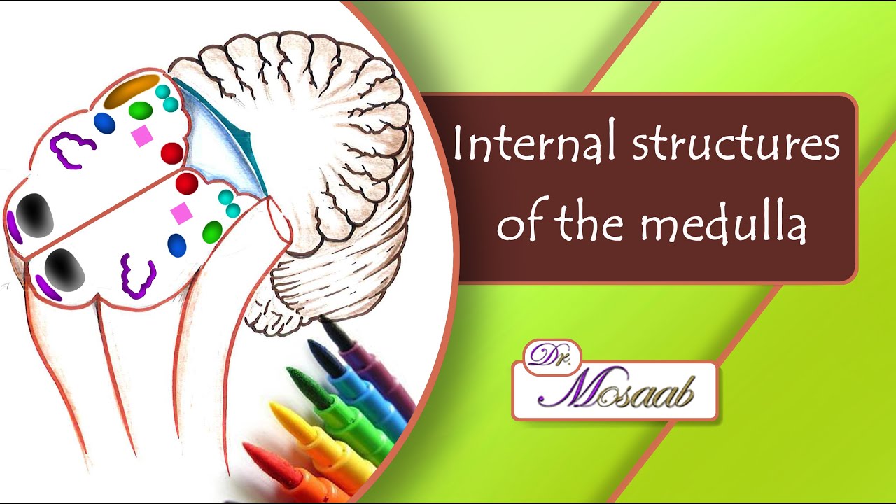 Internal structures of the medulla