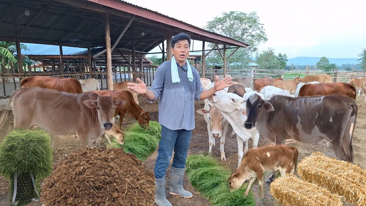 เลี้ยงวัวไทยกระโดนพื้นบ้าน!! มีรายได้หลักล้านทุกปี เลี้ยงดีดี3ปีการันตีมีกำไร