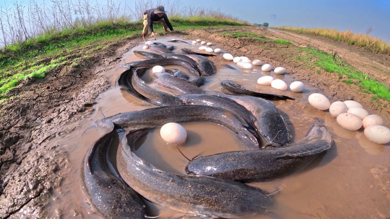 Oh Oh, catch A lot of fish and pick duck eggs in rice field catch by hand Fishing skills