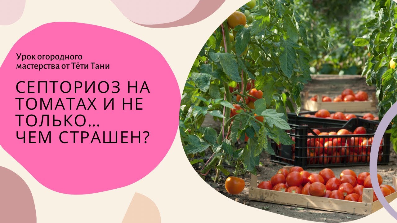 Септориоз на томатах и не только. Чем страшен.