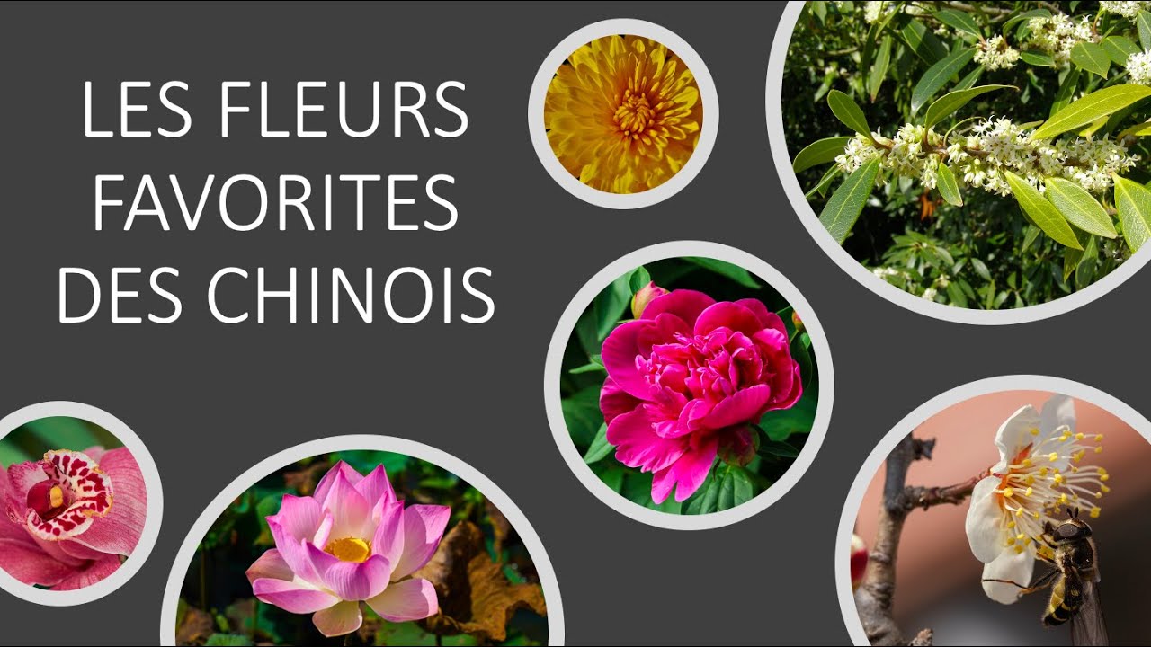 Les fleurs favorites des chinois