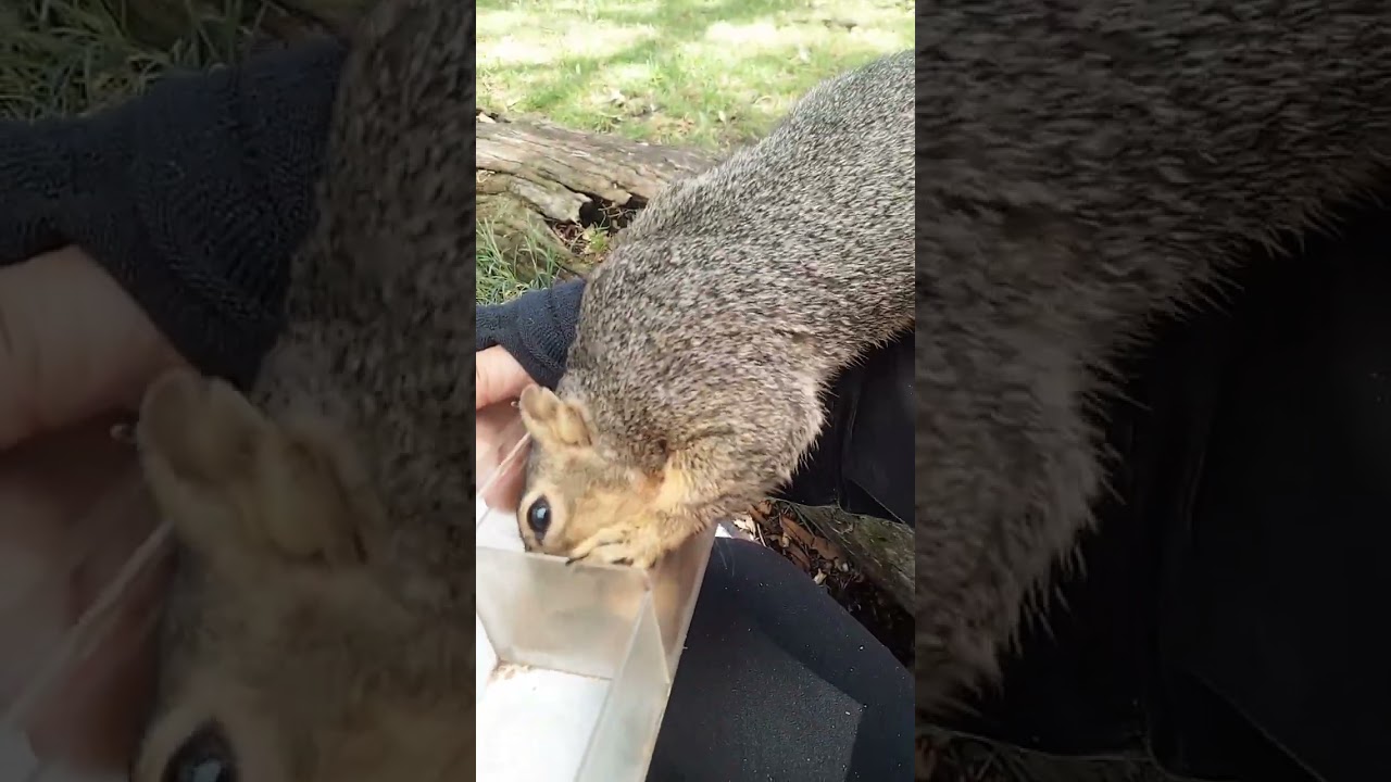Juvie The Brave & #2 Vampire Tooth Ground Squirrel Mom 073025