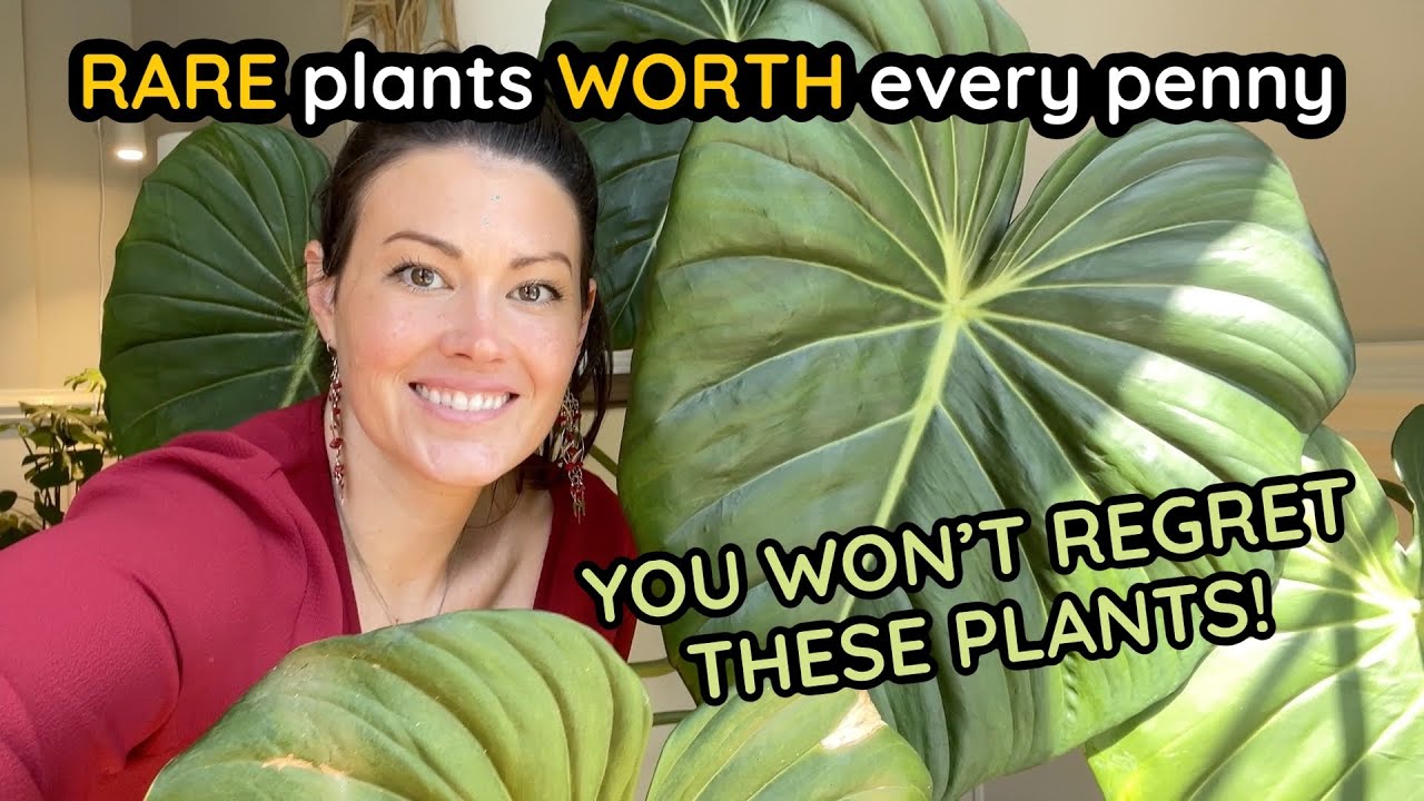 9 Rare Plants WORTH Every Penny - You Won't Regret Buying These Houseplants - Part 3