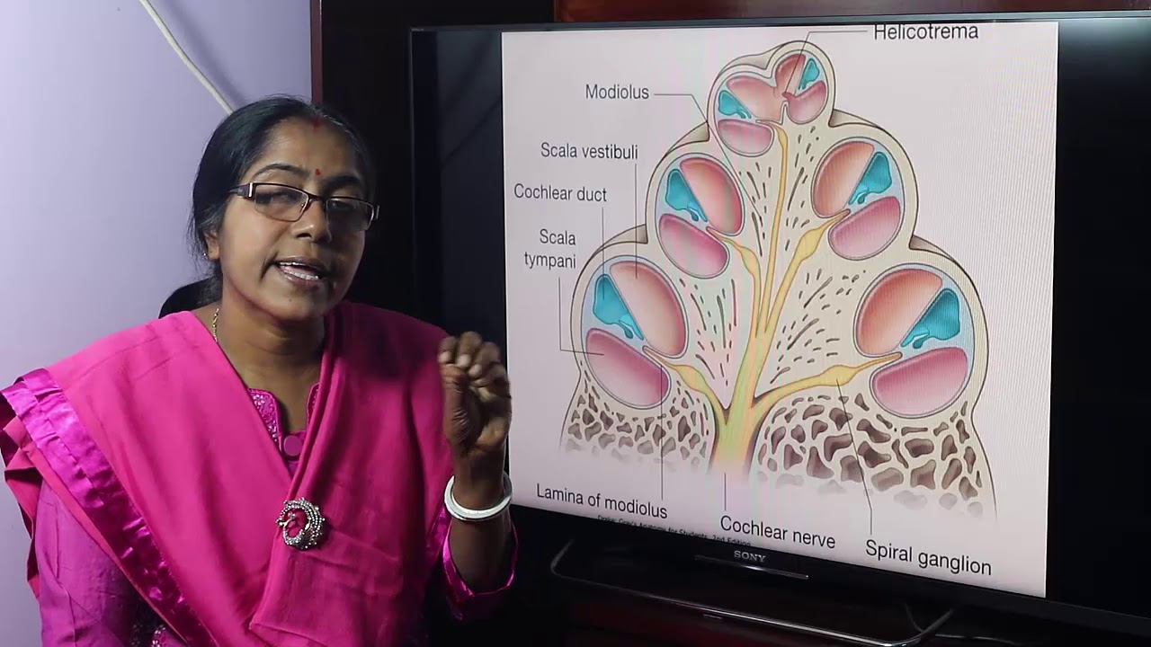 Lecture On Internal Ear