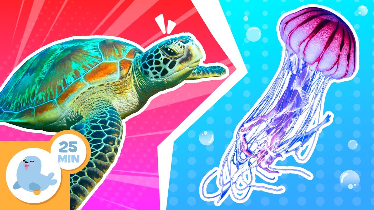 WATER ANIMALS 🐢🌊 Animals for Children 🐸 Compilation +20 min