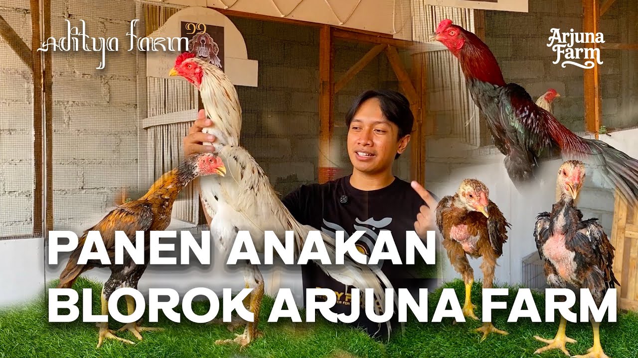 PANEN JUNIOR BLOROK DI KANDANG ARJUNA FARM