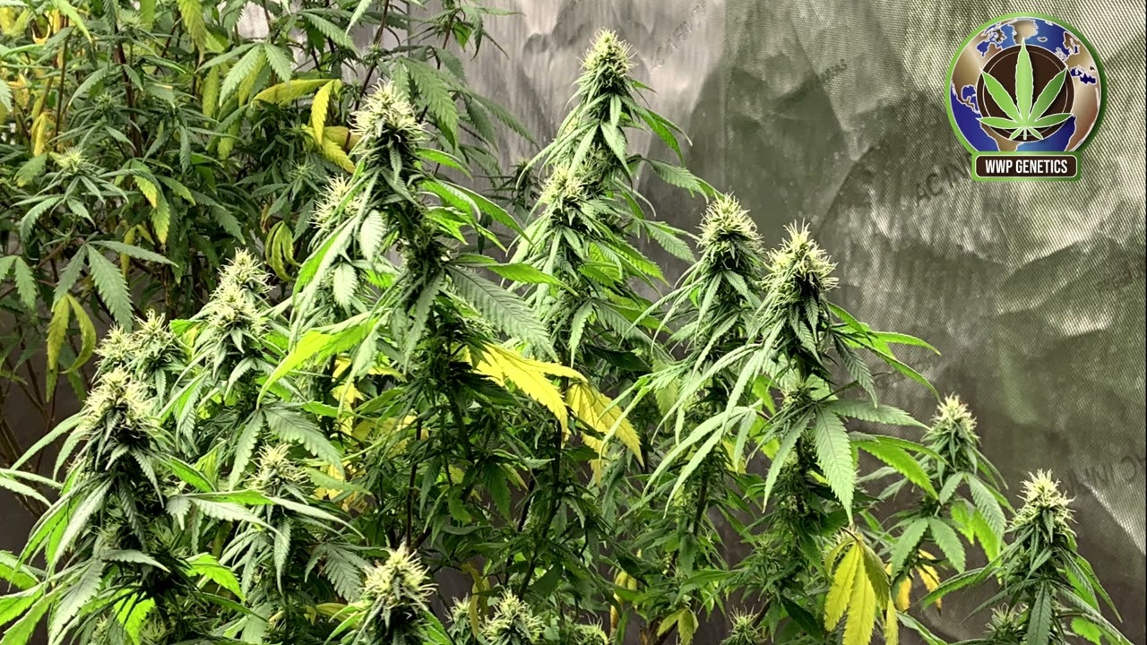 Navigating Cannabis Growing Challenges
